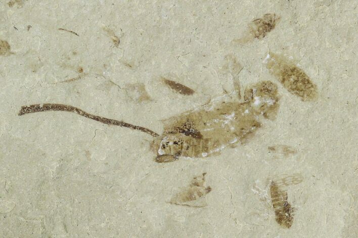 Cricket and Crane Fly Fossil- Green River Formation, Utah #101673